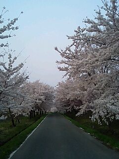 津軽富士見湖の桜（青森県鶴田町）